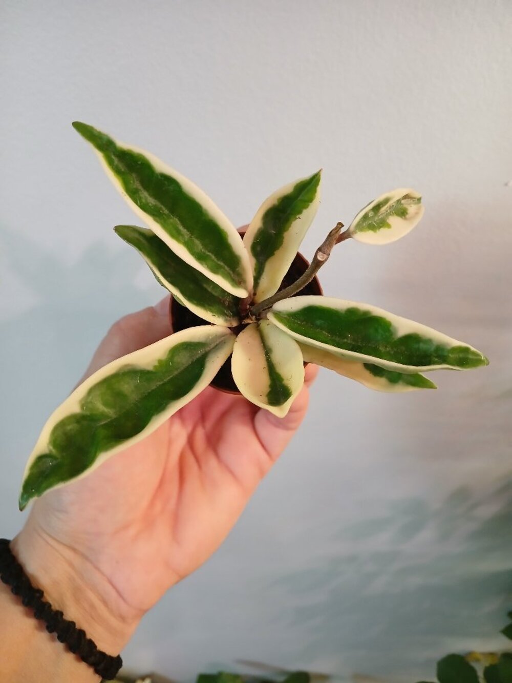 Hoya Suzie Q